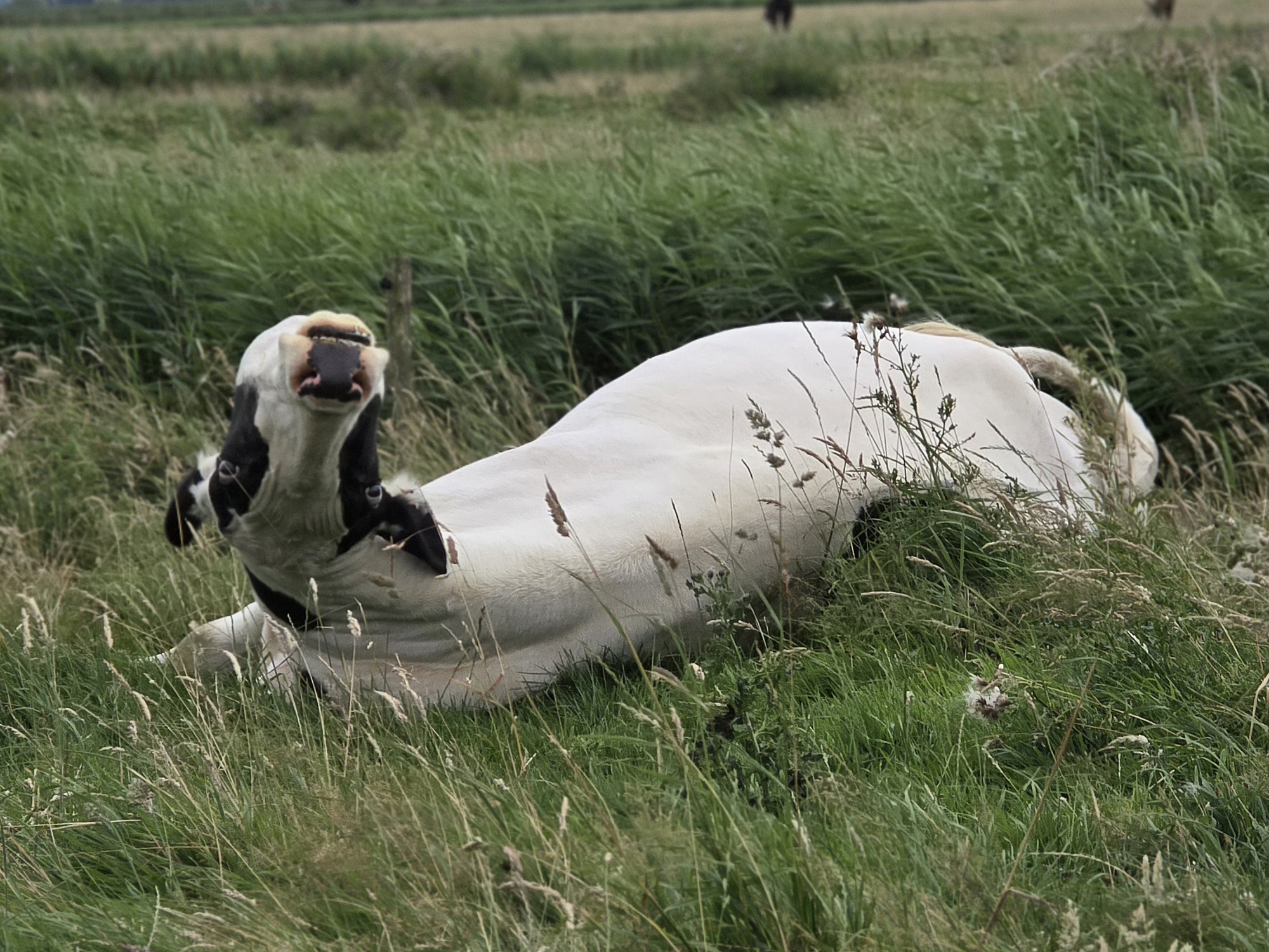… und wir raten, raten, raten