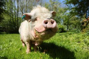 Winfried