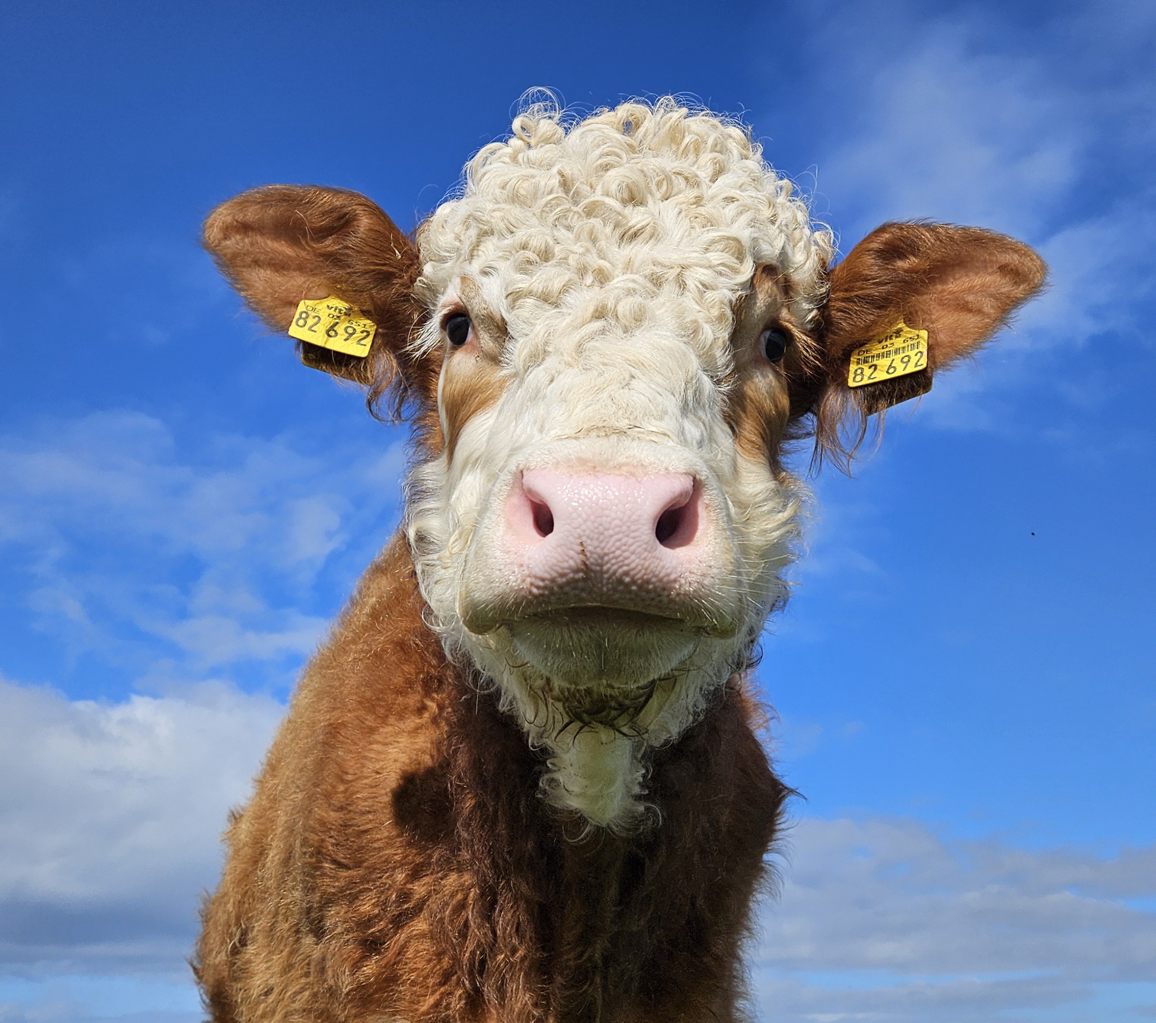 Clara