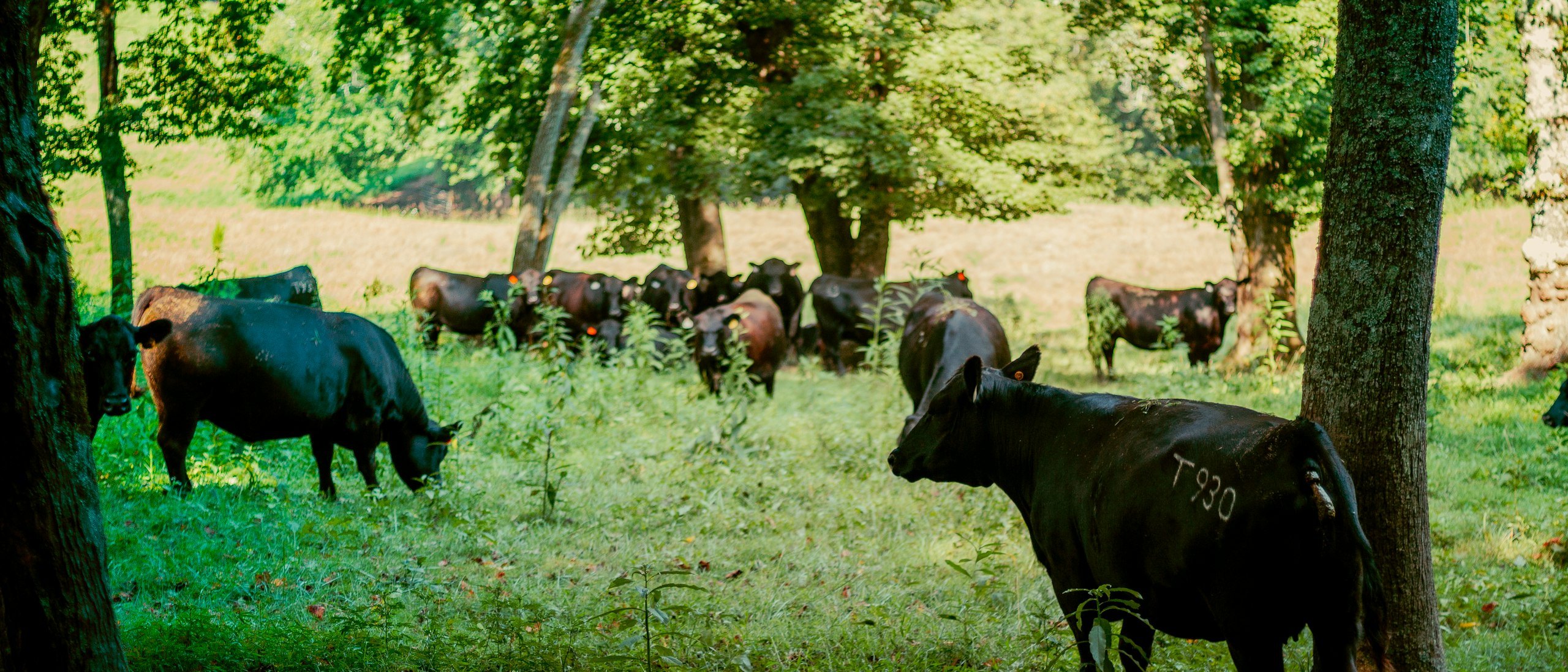 Rinderherde auf der Wiese